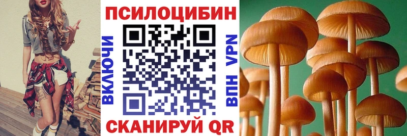 где продают   Сокол  Псилоцибиновые грибы Psilocybe 