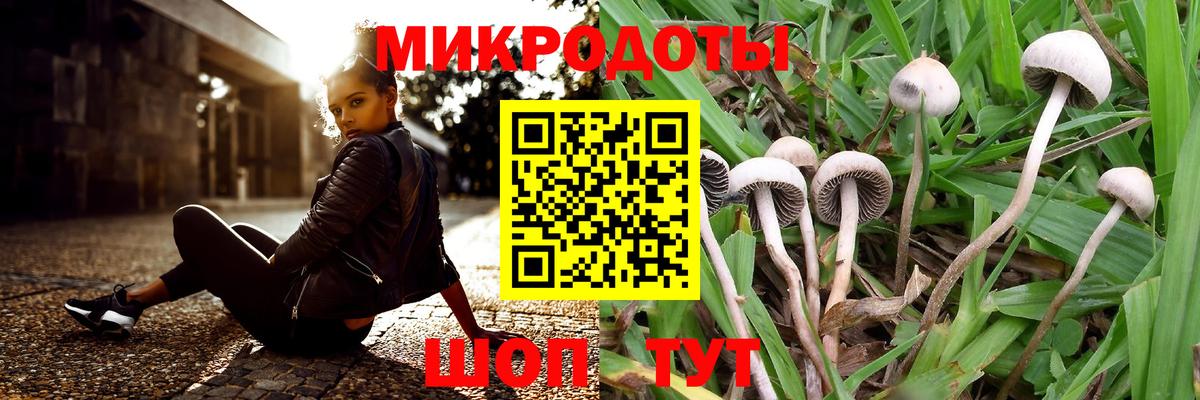 Псилоцибиновые грибы прущие грибы Сокол
