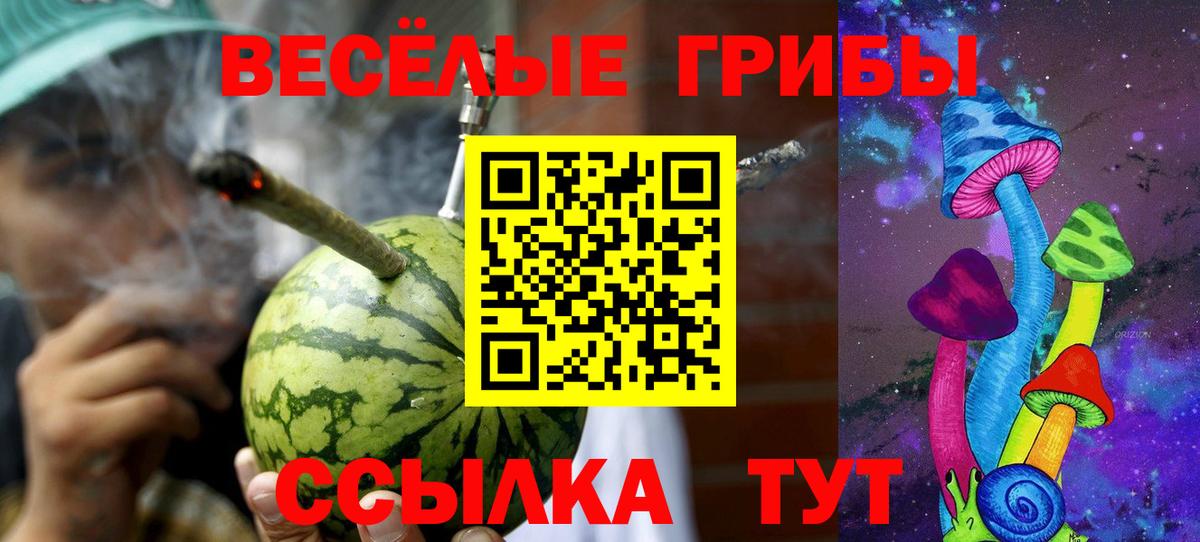 Сокол  купить  сайты  Вход с VPN  Галлюциногенные грибы Psilocybine cubensis 